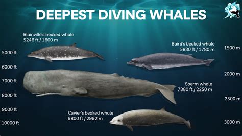 How deep do whales dive. Things To Know About How deep do whales dive. 